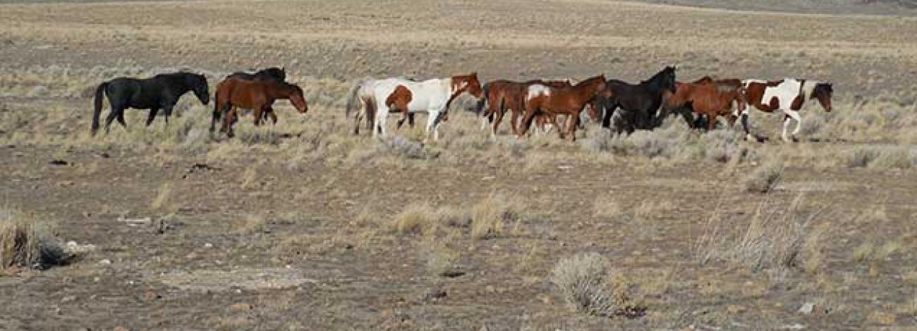 photo of wild horses and burros on the range