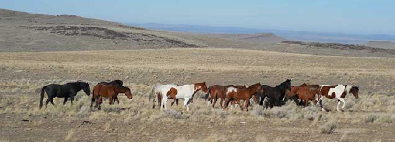 photo of wild horses and burros on the range