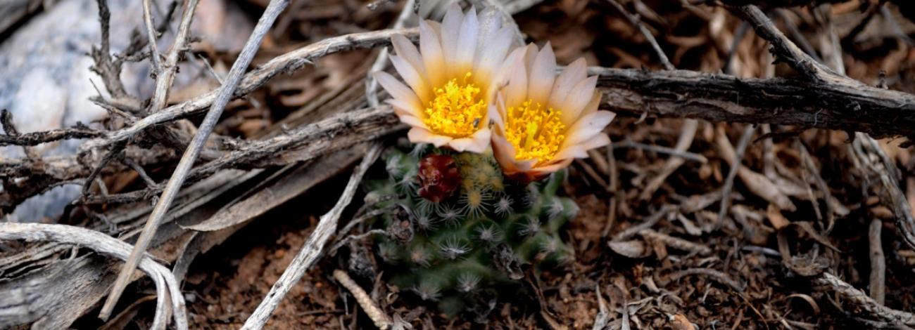 Knowltons cactus in bloom in New Mexico.