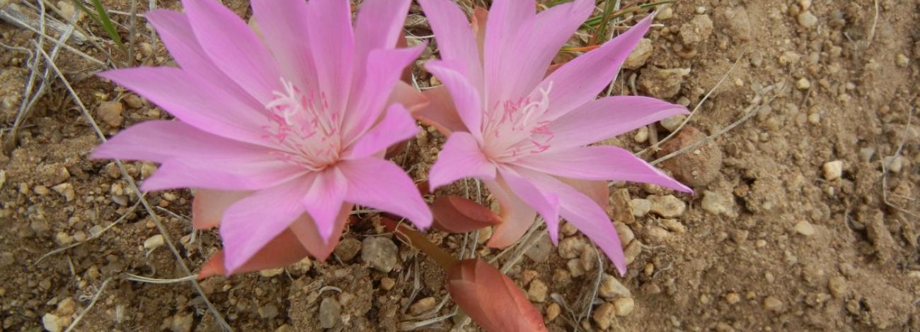 many-petaled pink flowers growing directly out of the ground without leaves