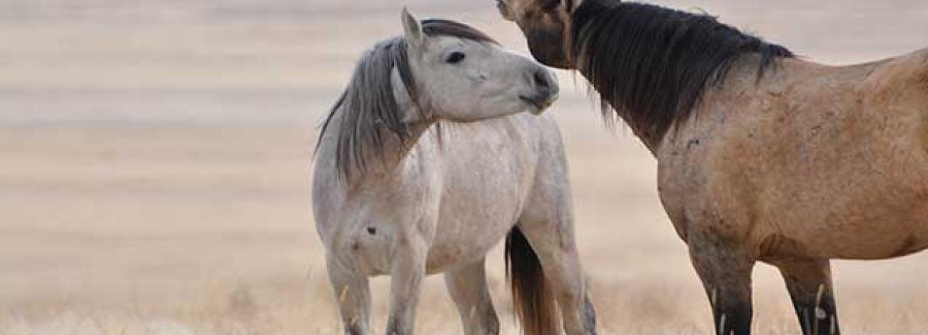 Two wildhorses near each other in an open space.