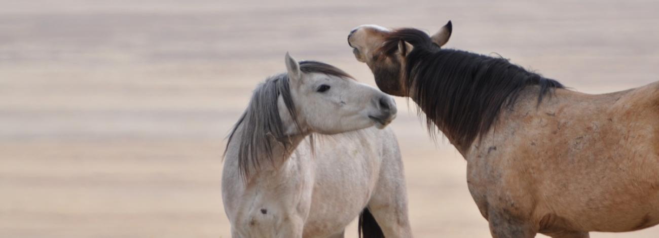 Frequently Asked Questions: Adopting or Purchasing a Wild Horse or Burro