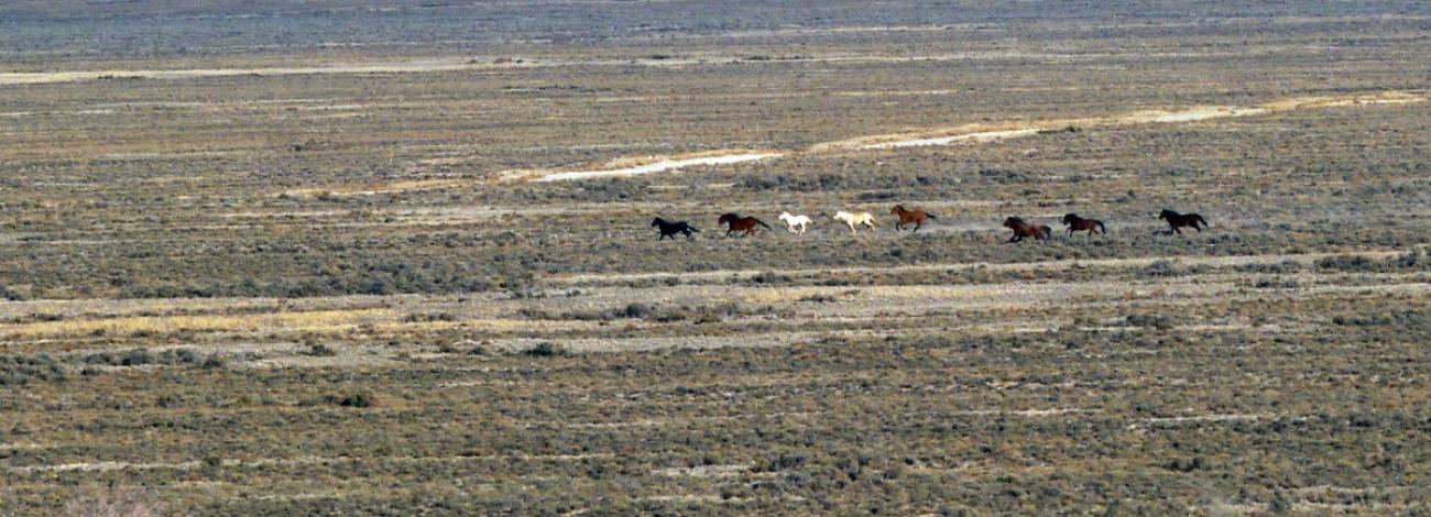 wildhorse_2.13.2015_FishCreekHMA_BLM_horsesrunning
