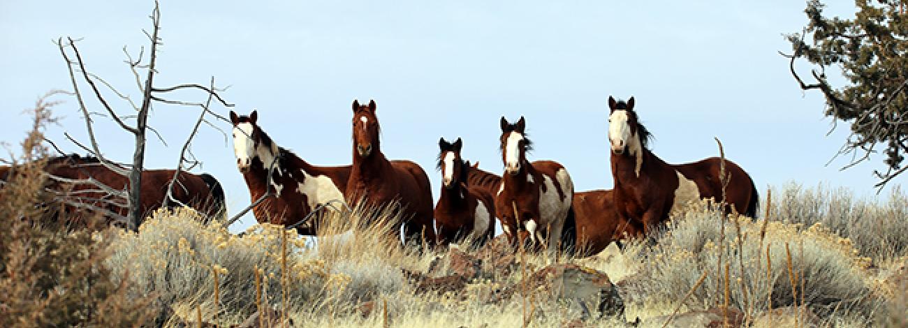 wildhorse_CAHMA_NewRavendale