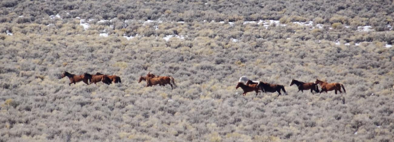 wildhorse_DiamondHillsHMA_BLM