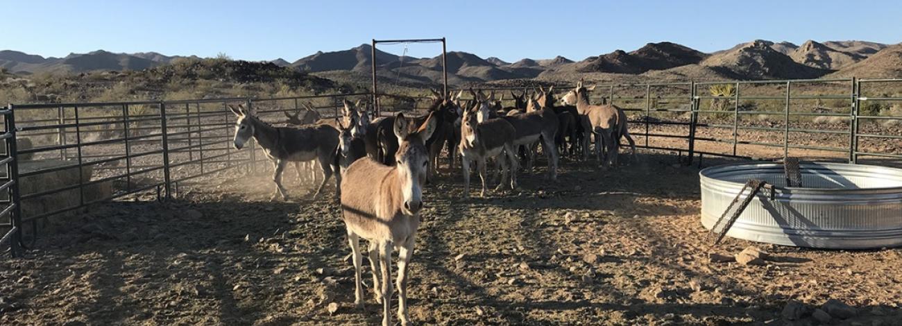 Wild burros within a bait trap.