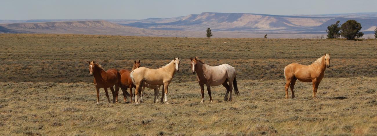 group of five wild horses out on the range
