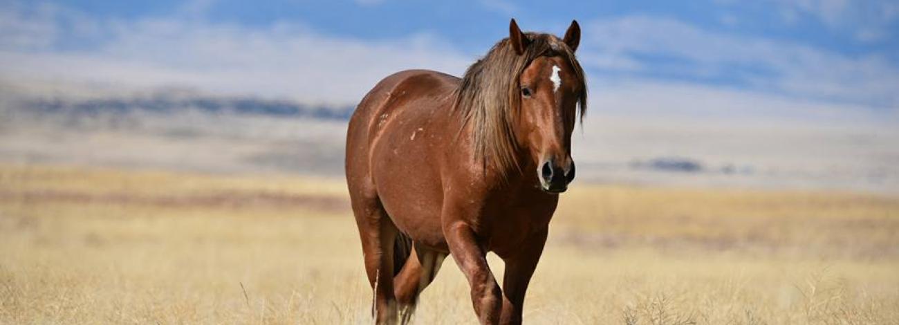 Brown wild horse walking through tall dry grass.