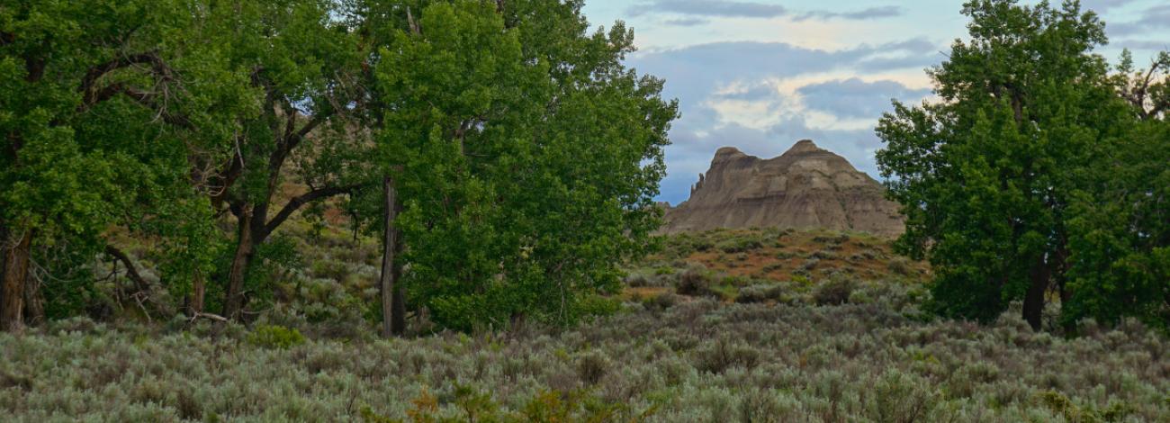 Hill peeking through the trees at Woodhawk Wilderness Study Area