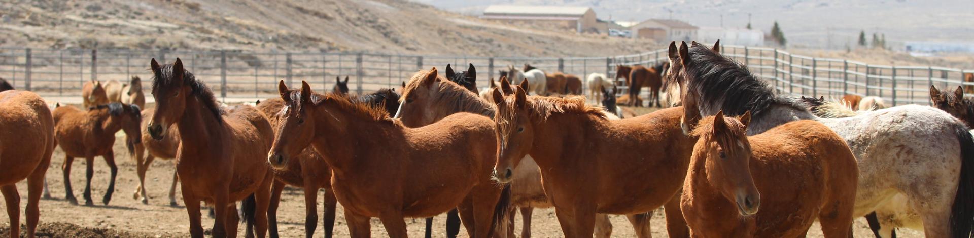 Large group of wild mares standing in coral up for adoption at the upcoming wild horse adoption event in the Rock Springs Wild Horses Holding Facility.
