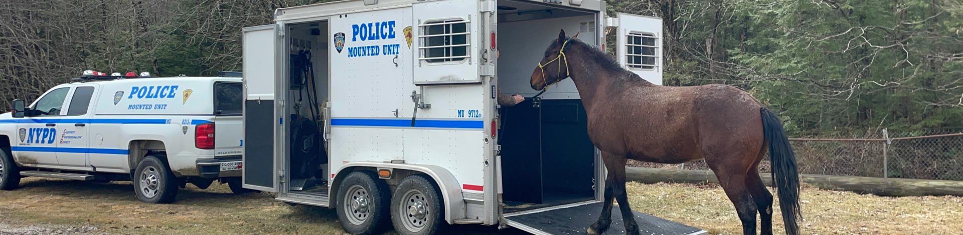 A horse is led into a trailer with the New York Police Department logo