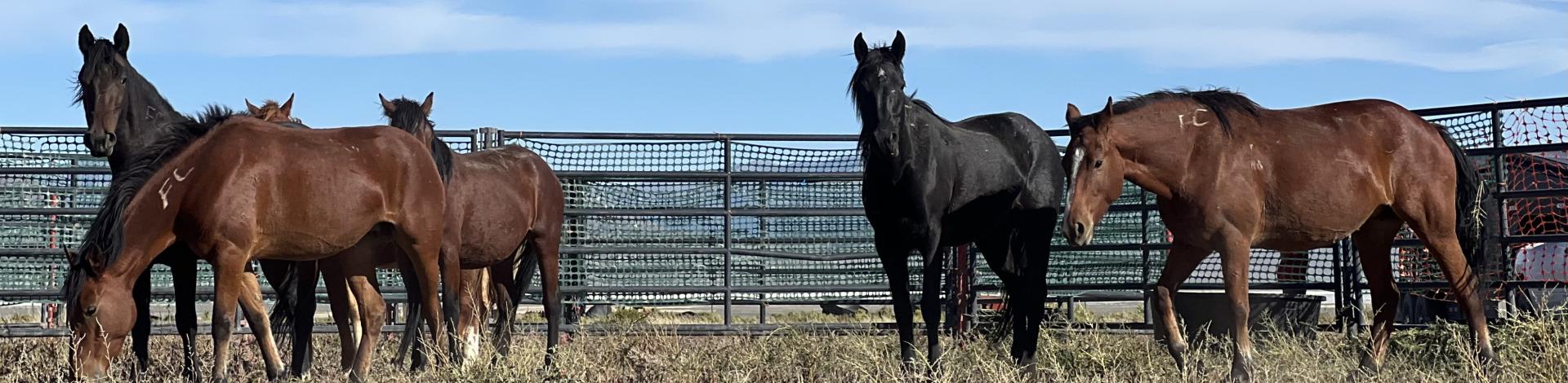 A group of wild horses in a pen. 