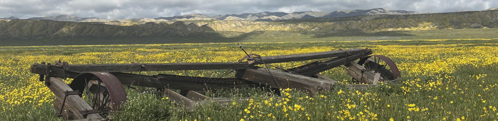 a field of green and some yellow flowers throughout with an old peice of farm equipment