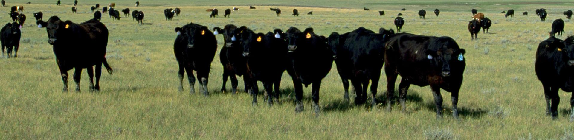 Dozens of black cattle are seen grazing in a flat, green field with a blue sky and puffy white clouds overhead.