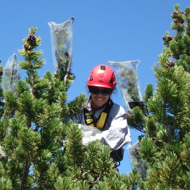 a woman smiles at the top of a pine tree