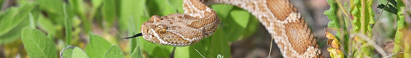 A snake with light brown patterns on top of tan skin, with its tongue extended, rising up among bright green plants and leaves.