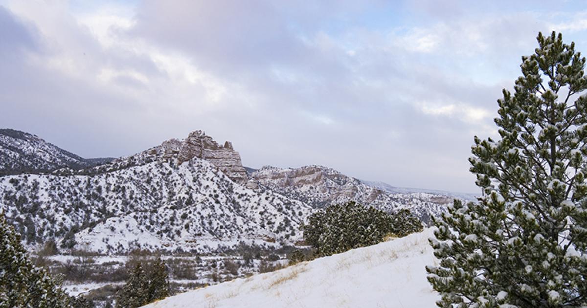 New Mexico Christmas Tree Permits BUREAU OF LAND MANAGEMENT