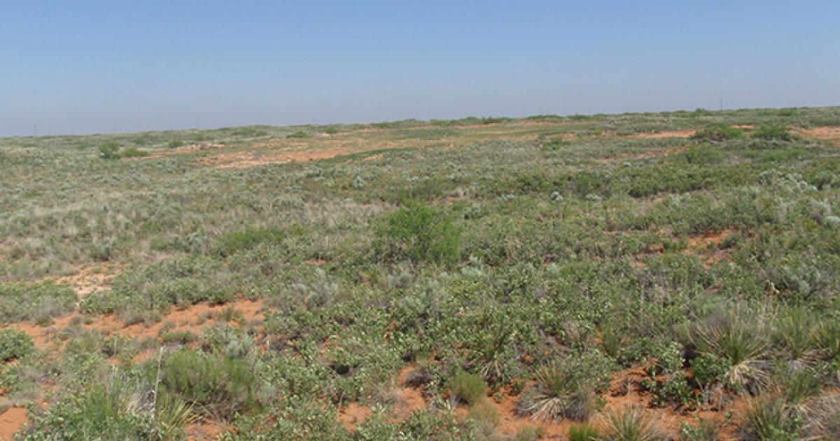 Reclamation Success Stories New Mexico State Office Bureau of Land Management