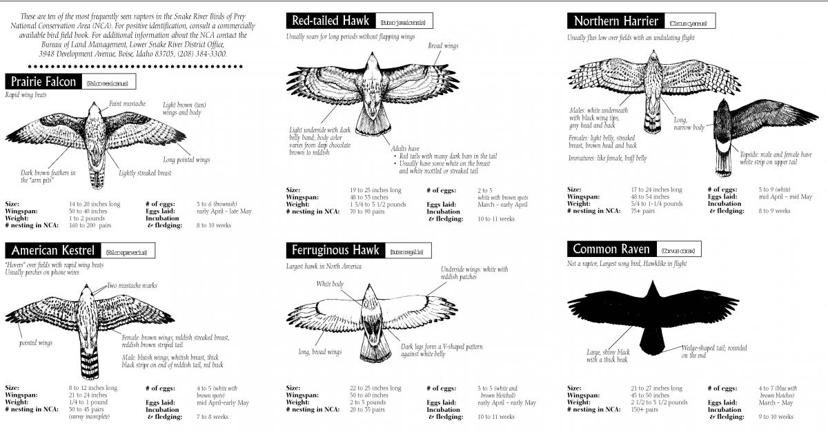 Morley Nelson Snake River Birds of Prey: Raptor Guide | Bureau of Land ...