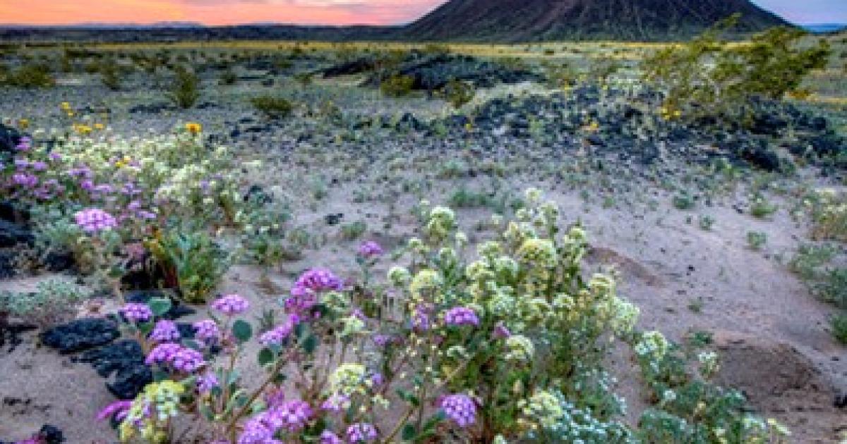 Volunteer Trail Project at Amboy Crater
