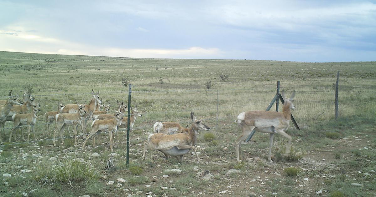 BLM works to restore migration corridors for pronghorn in southeast New