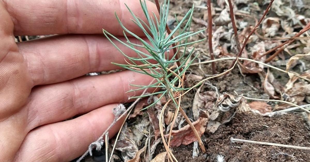 Spokane District helps restore pygmy rabbit and sage-grouse habitat ...