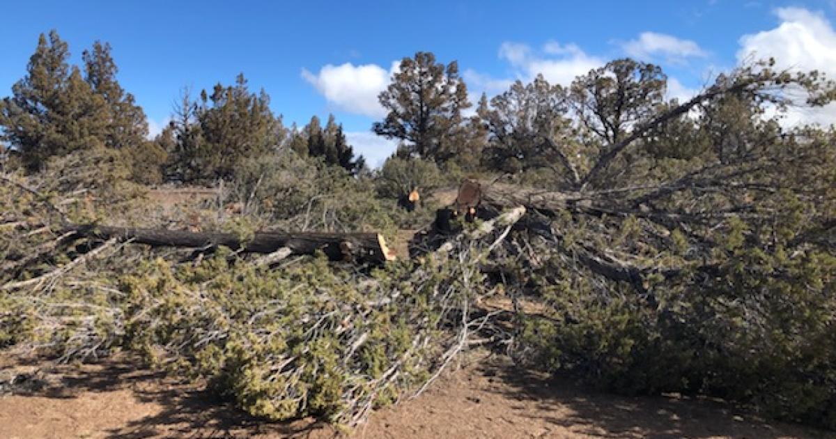 BLM Firewood Permits Online Bureau of Land Management