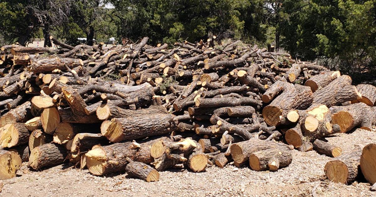 New Mexico Wood Cutting Permits | Bureau of Land Management