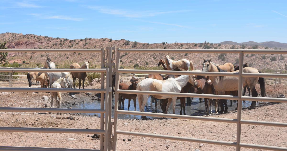 Bait-trapping to keep wild horse and burro herds healthy