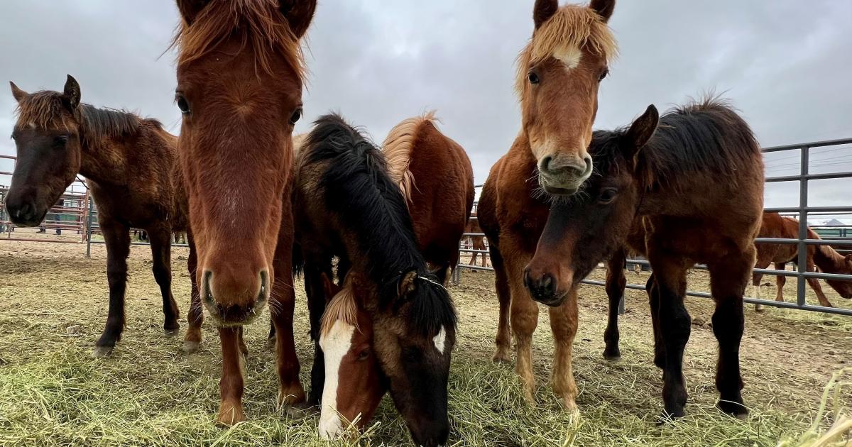 Rock Springs Wild Horse Holding Facility Closes for Construction