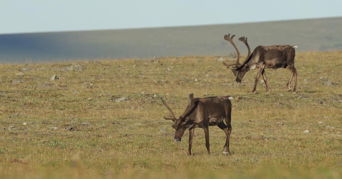 BLM Opens Fortymile Caribou Federal Subsistence Hunt on August 1