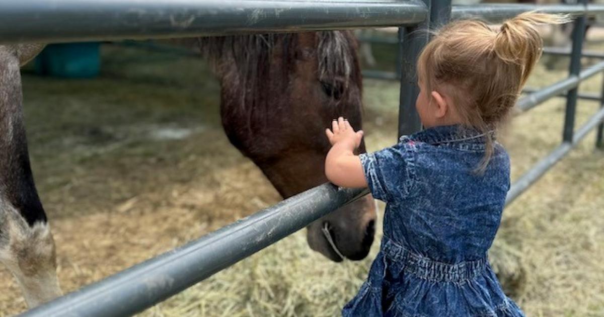 BLM Wyoming holds successful wild horse adoption at the 2023 Cheyenne ...