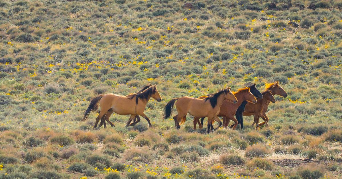 Bureau of Land Management to begin Surprise/Calico Complex wild horse gather