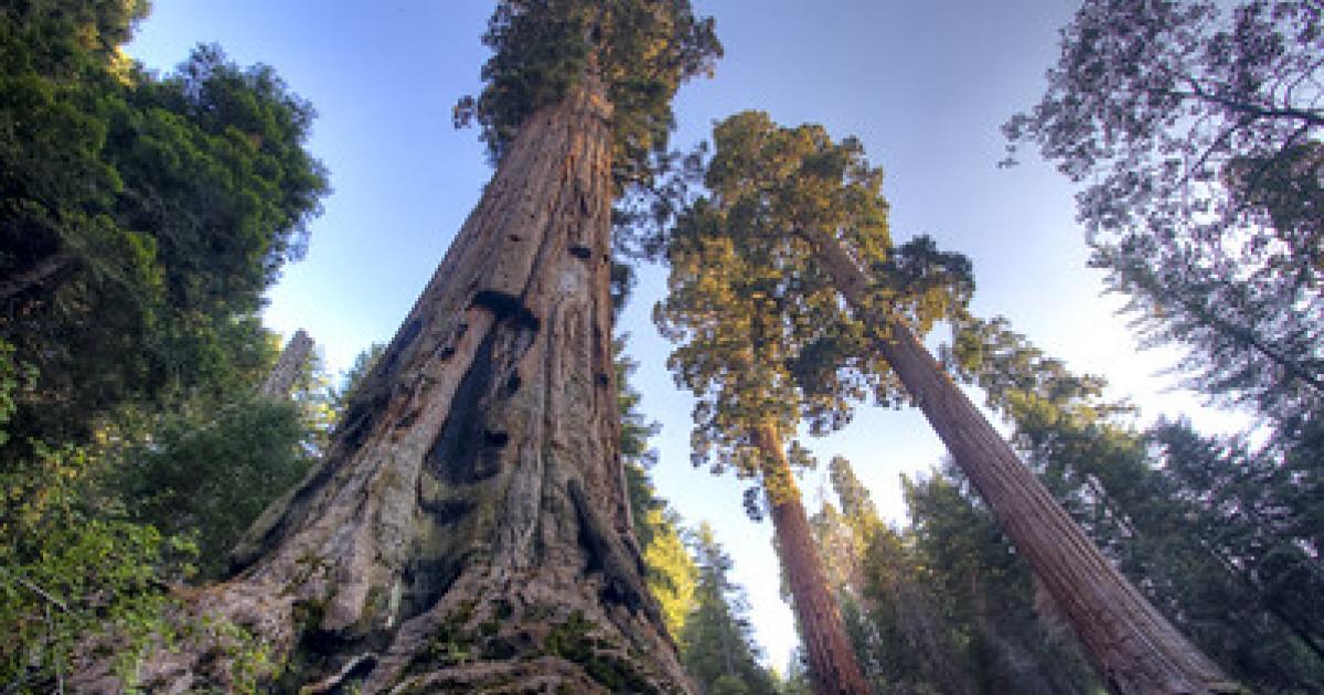 BLM to reduce wildland fire risk for Case Mountain giant sequoias