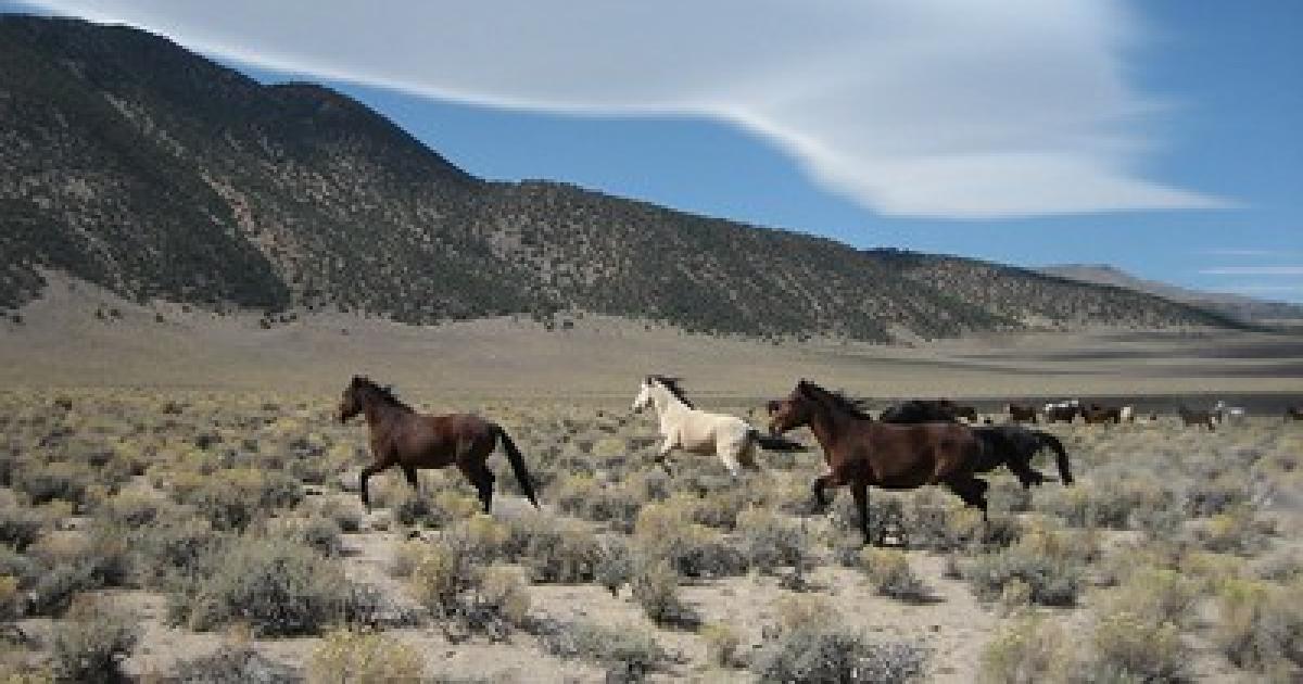 Inyo National Forest, BLM seek input on proposed wild horse gather