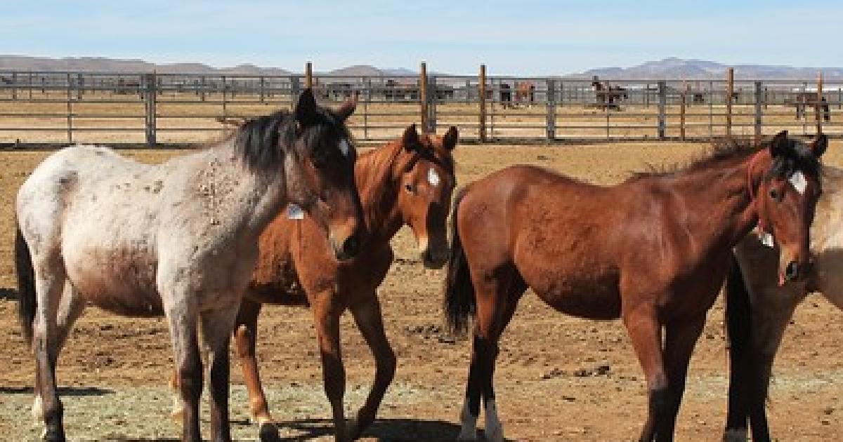 BLM to gather wild horses at Naval Air Weapons Station – China Lake