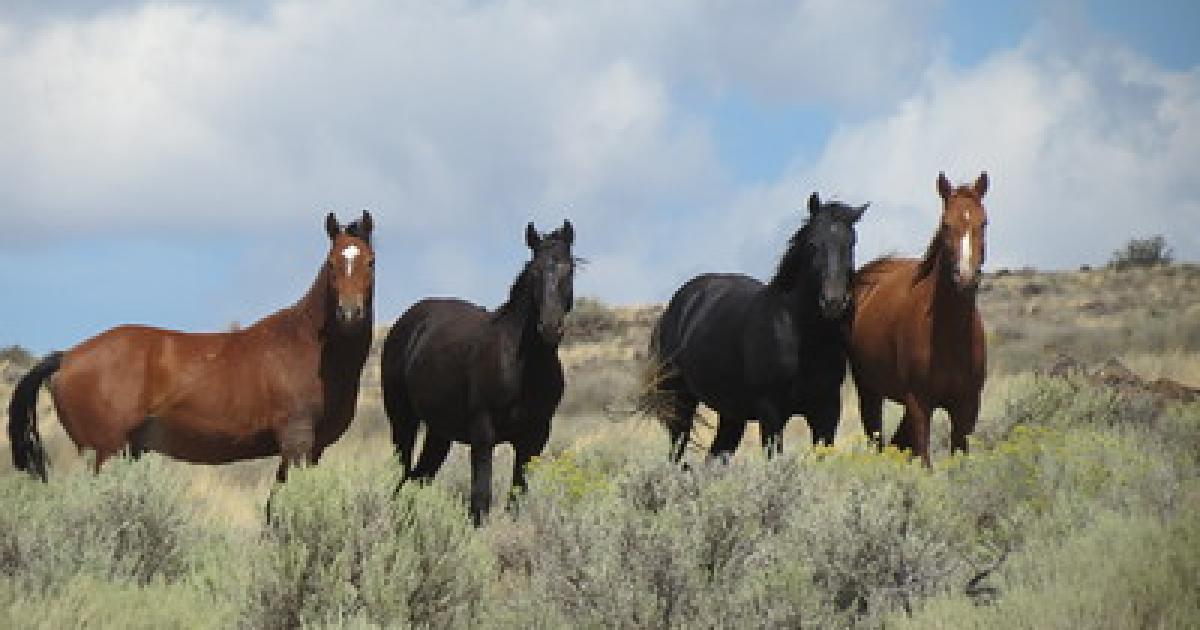BLM to offer inmate-trained horses for adoption