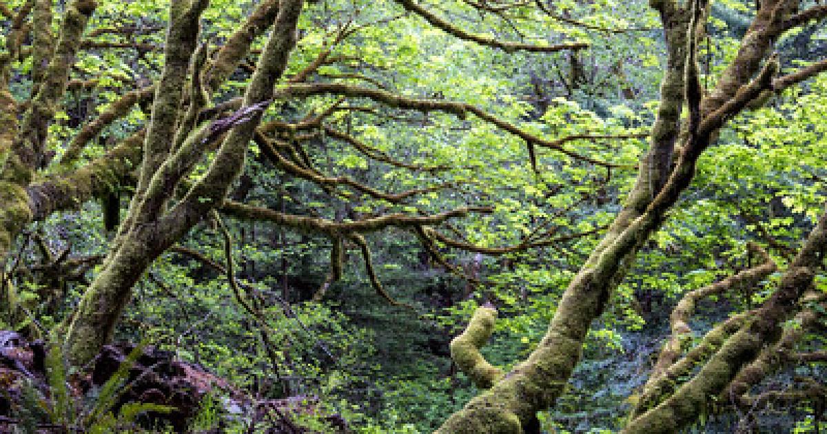 BLM, partners celebrate 25th anniversary of Headwaters Forest Reserve
