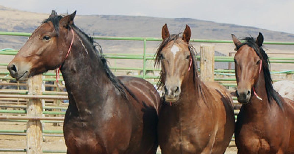 BLM to offer horses, burros for adoption in Ceres