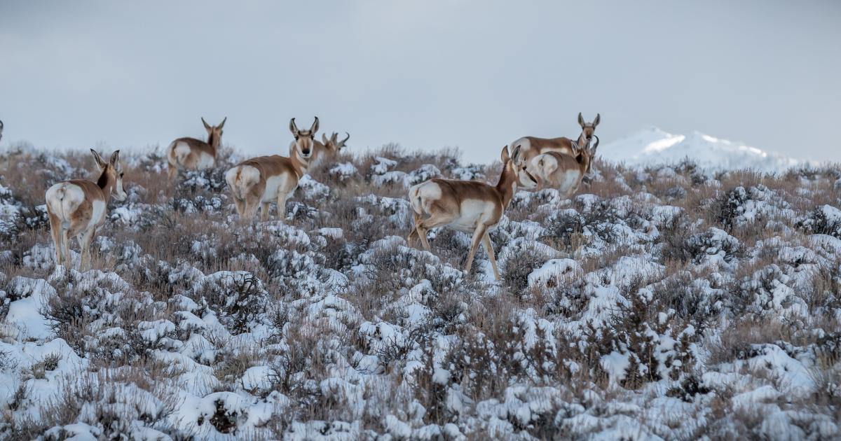 Interior Department Announces Nearly  Million to Protect and Restore Western Wildlife Habitats and Migration Corridors