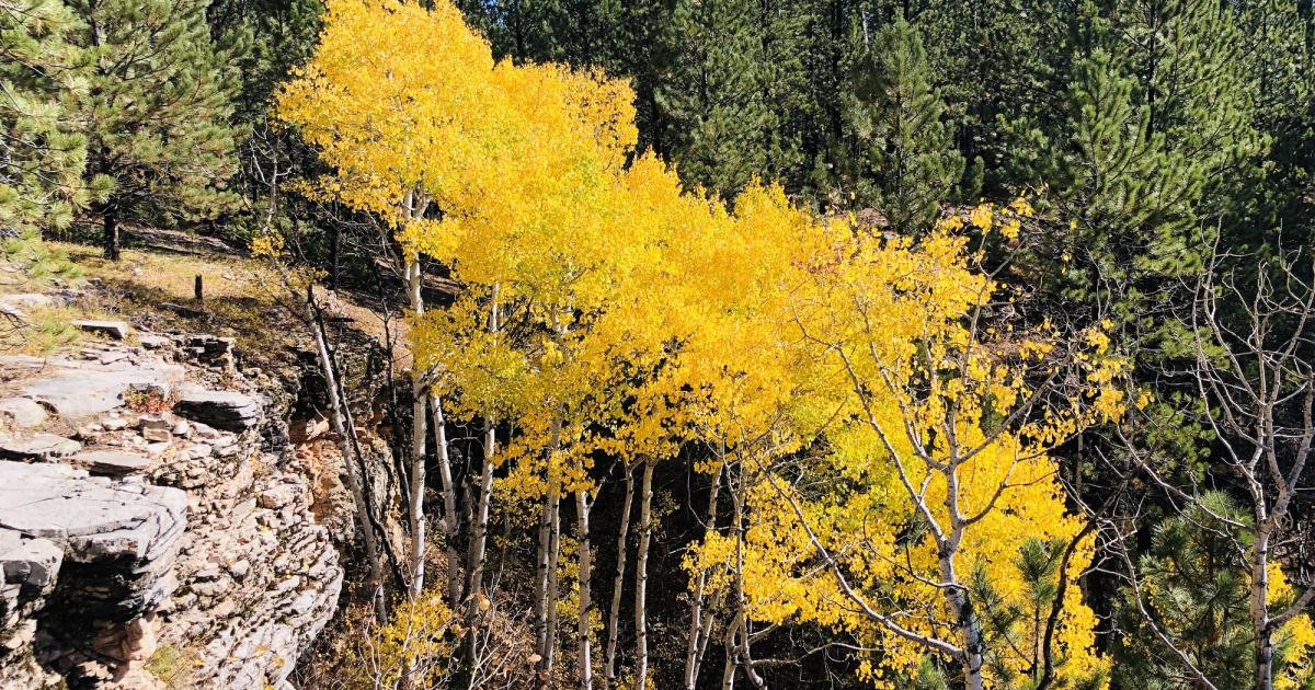 BLM seeks feedback on proposed forest health project near Newcastle
