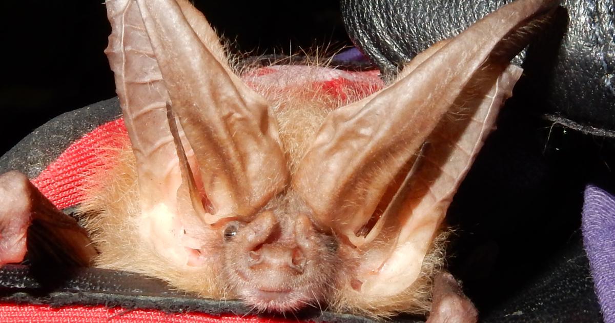Cooperative Bat and Moth Walk/Talk | Bureau of Land Management