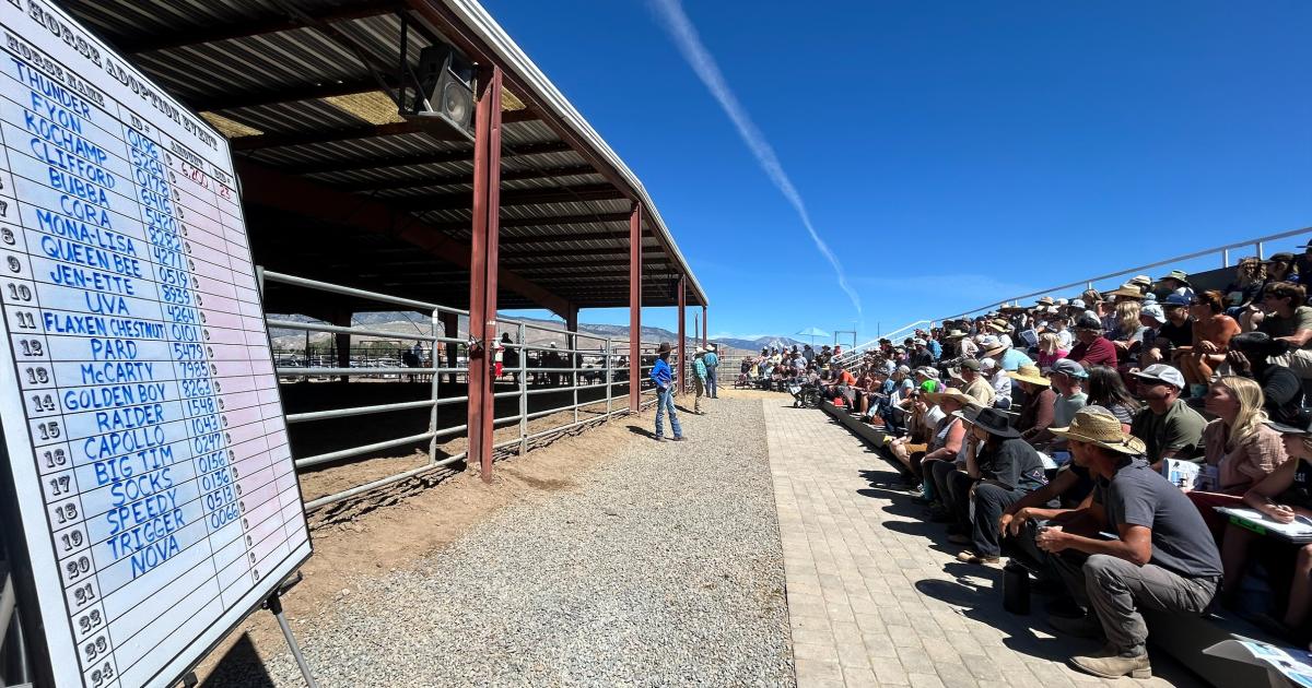 June 2024 BLM and NNCC saddlestarted wild horse adoption a success