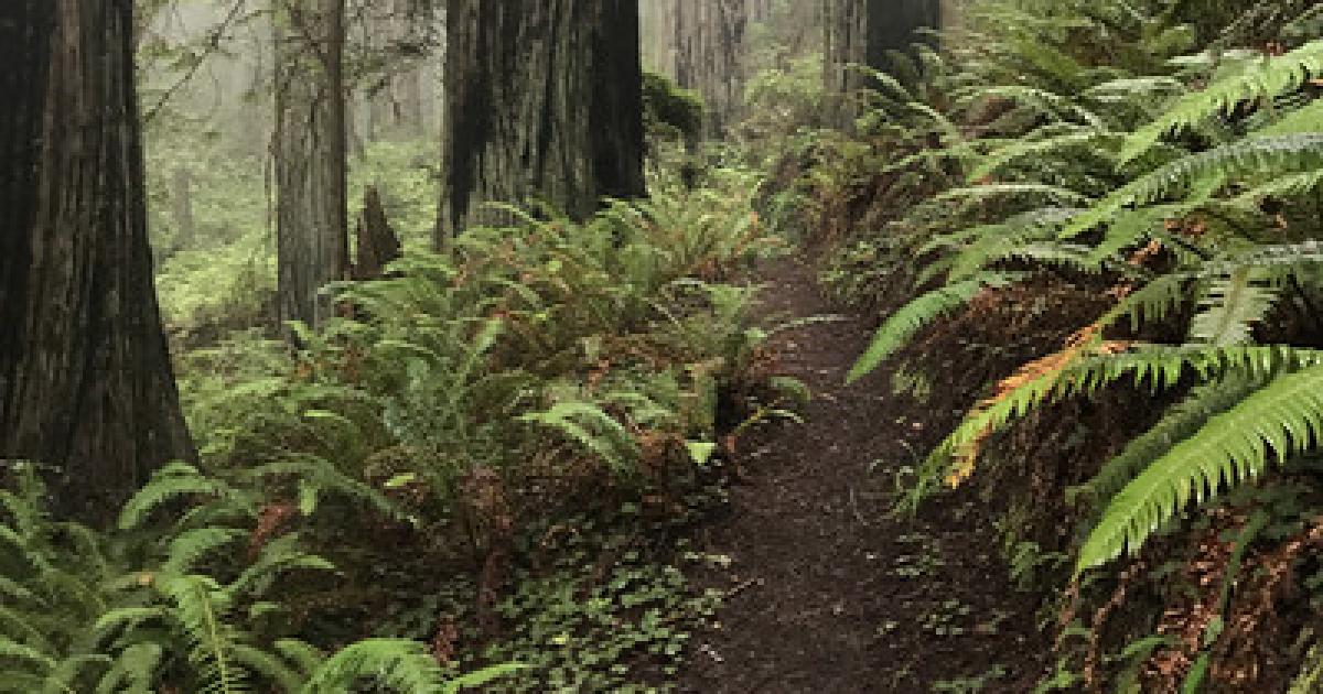 BLM to host free nature writing workshop at Headwaters Forest Reserve