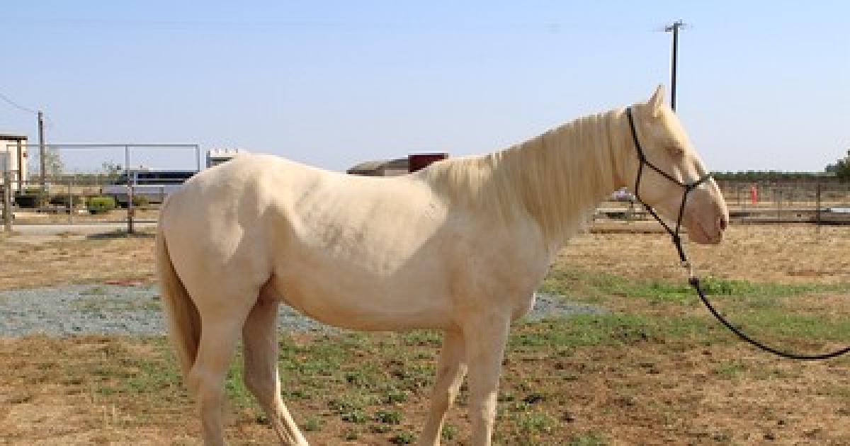BLM, Sacramento County Sheriff to offer inmate-trained horses for adoption