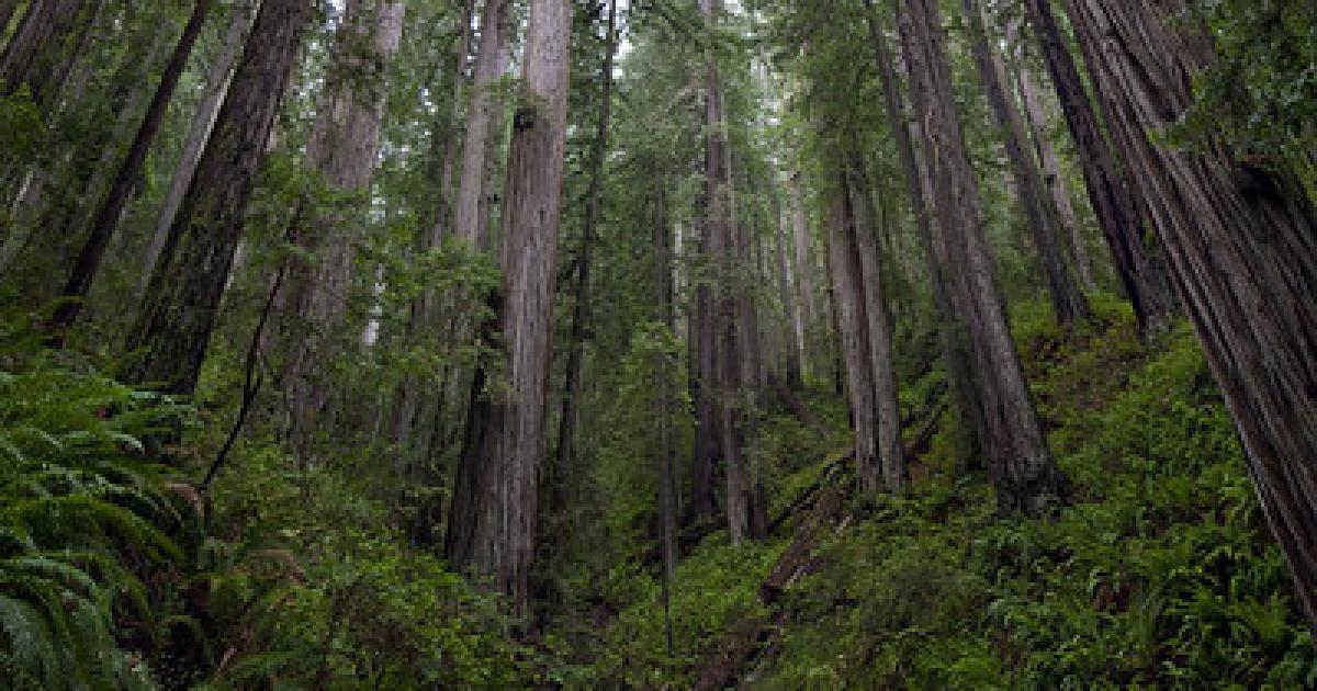 Free guided archaeology walk planned for Headwaters Forest Reserve