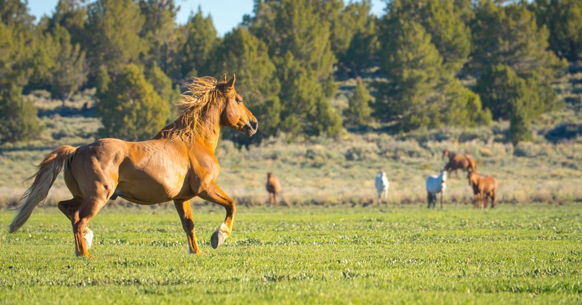 BLM plans gather of excess wild horses in Twin Peaks Herd Management