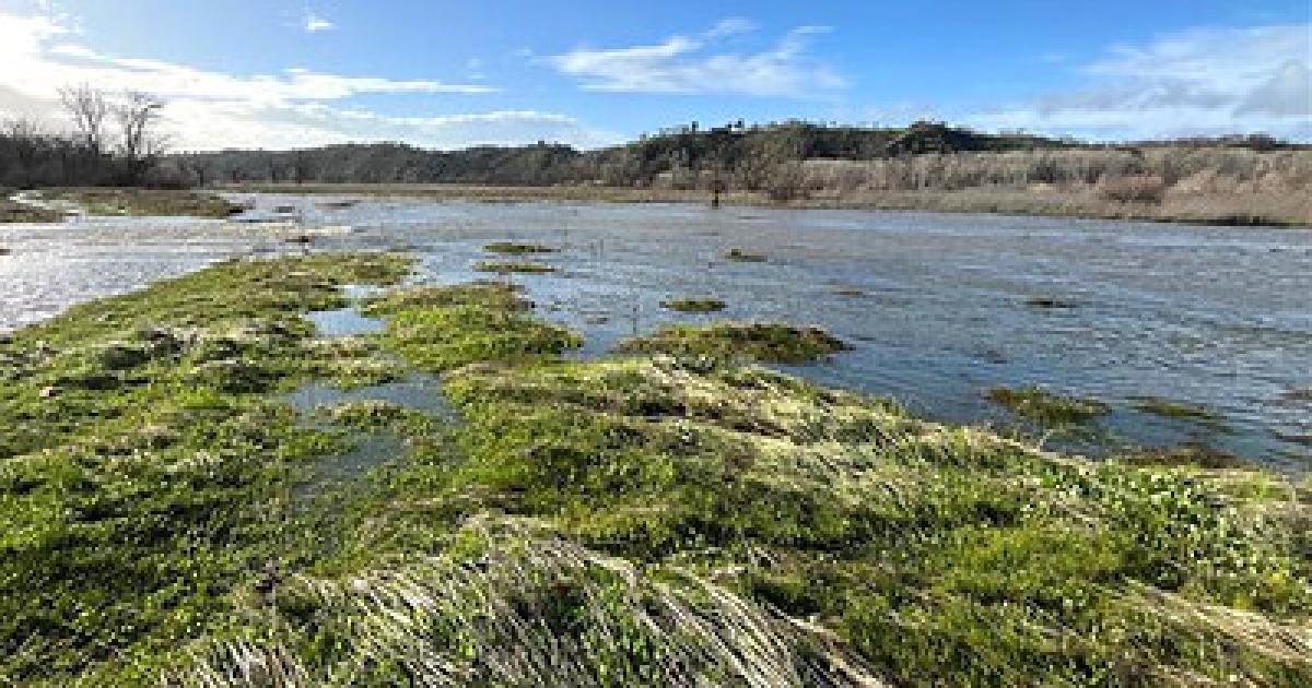 BLM, River Partners welcome volunteers for habitat restoration project