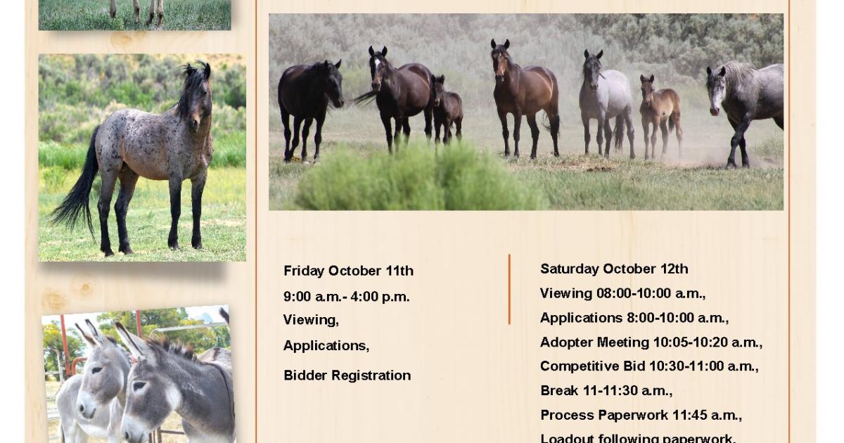 BLM Colorado offers wild horses and burros for adoption in Florence ...