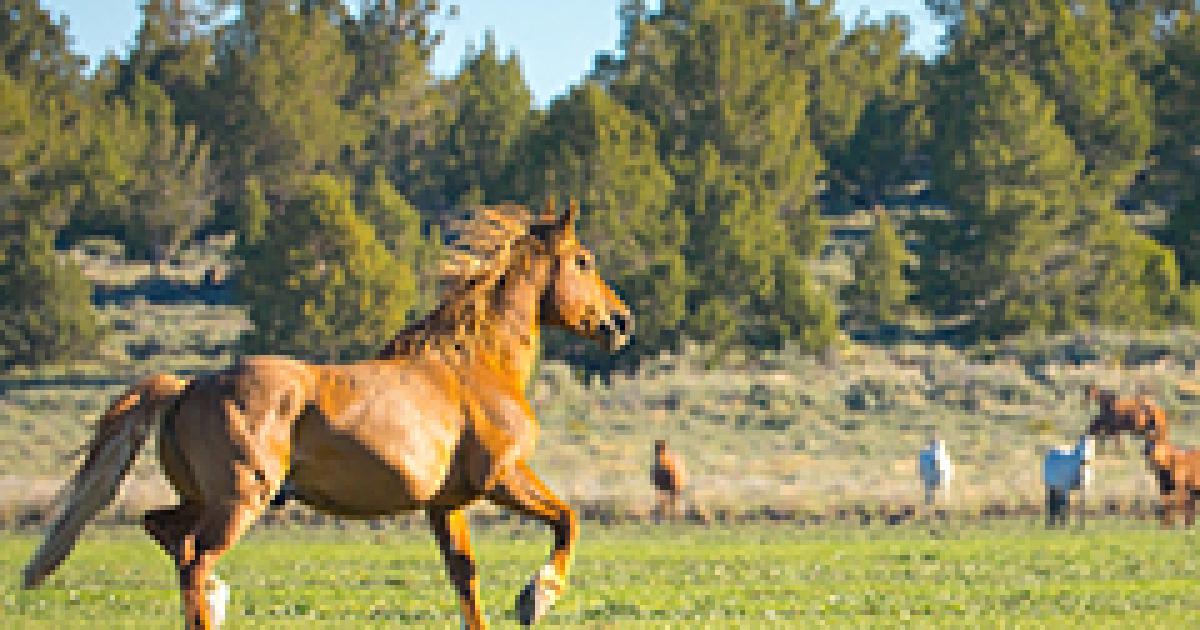 BLM seeking comments on plan to manage wild horse populations